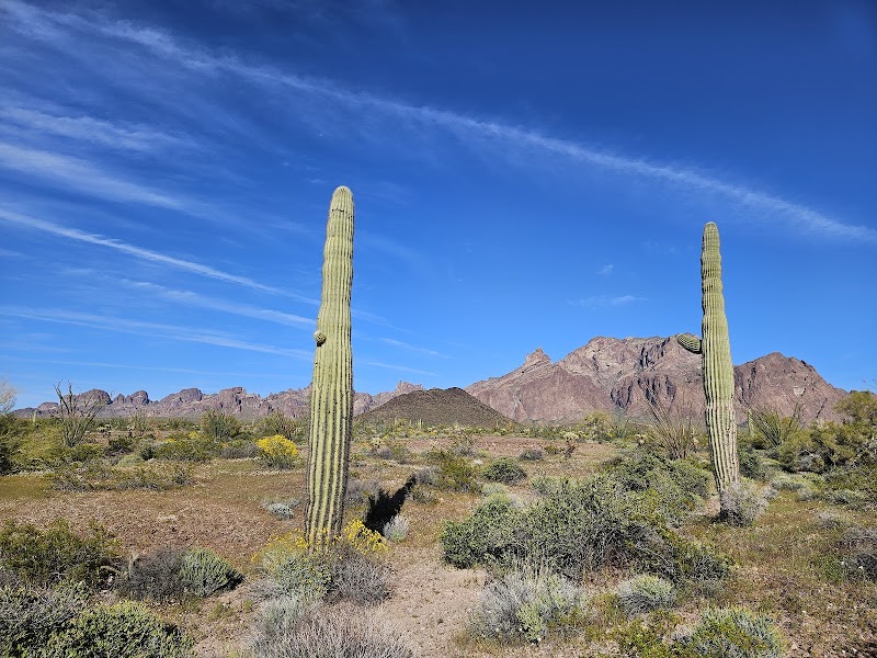 Palm Canyon, Kofa N.W.R. photo 4