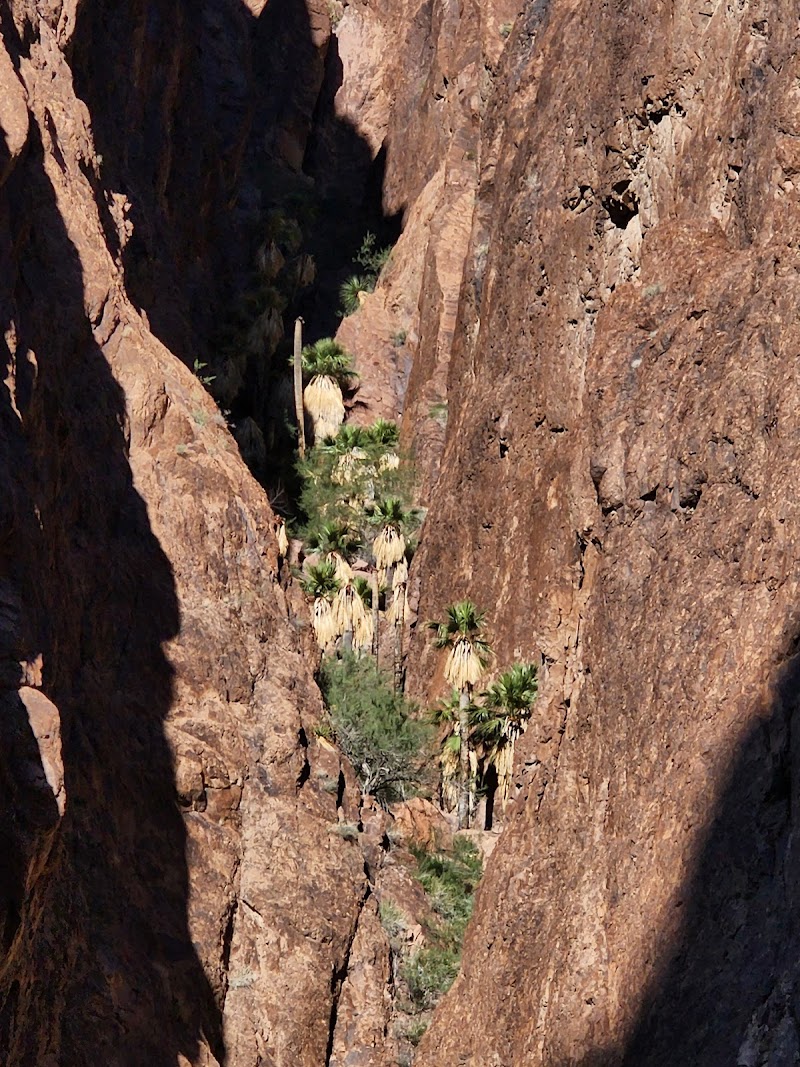 Photo of Palm Canyon, Kofa N.W.R.