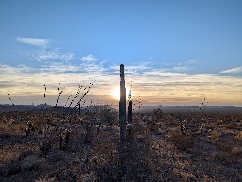 Palm Canyon, Kofa N.W.R. photo 5