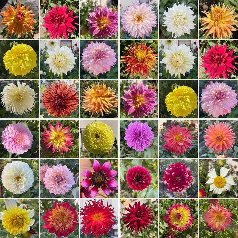 San Leandro Dahlia Garden photo 3
