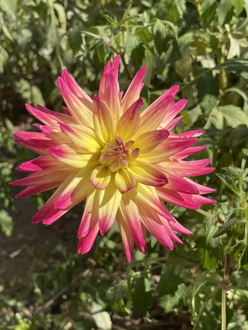 San Leandro Dahlia Garden photo 2