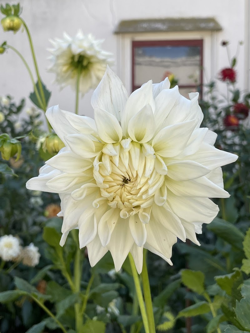 San Leandro Dahlia Garden photo 4