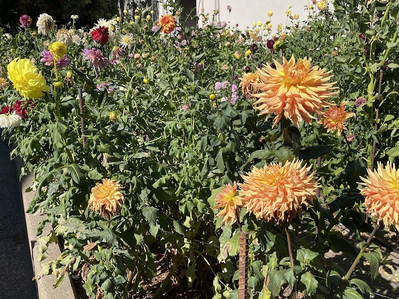 San Leandro Dahlia Garden photo 5