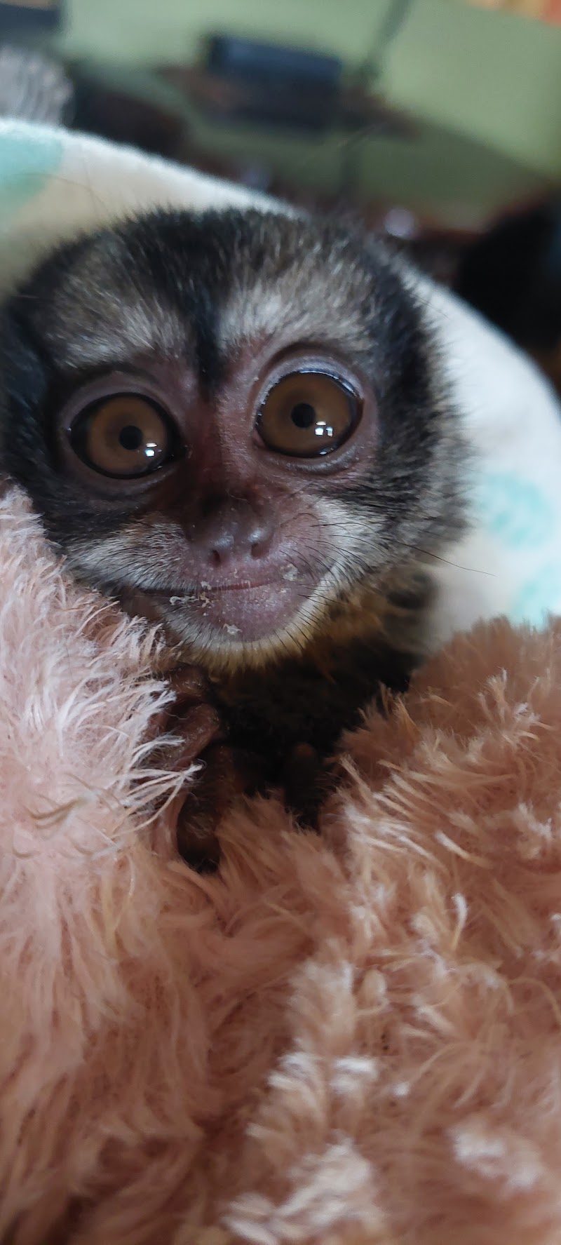 Photo of Exotic Animal Experience
