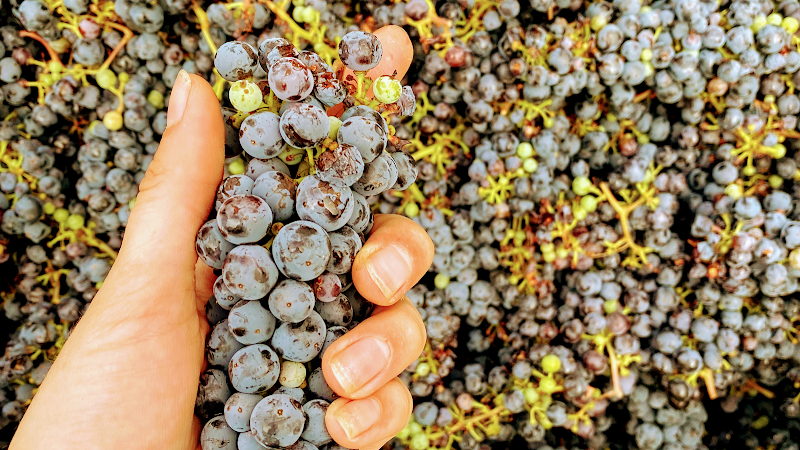 Photo of Stonemason Cellars