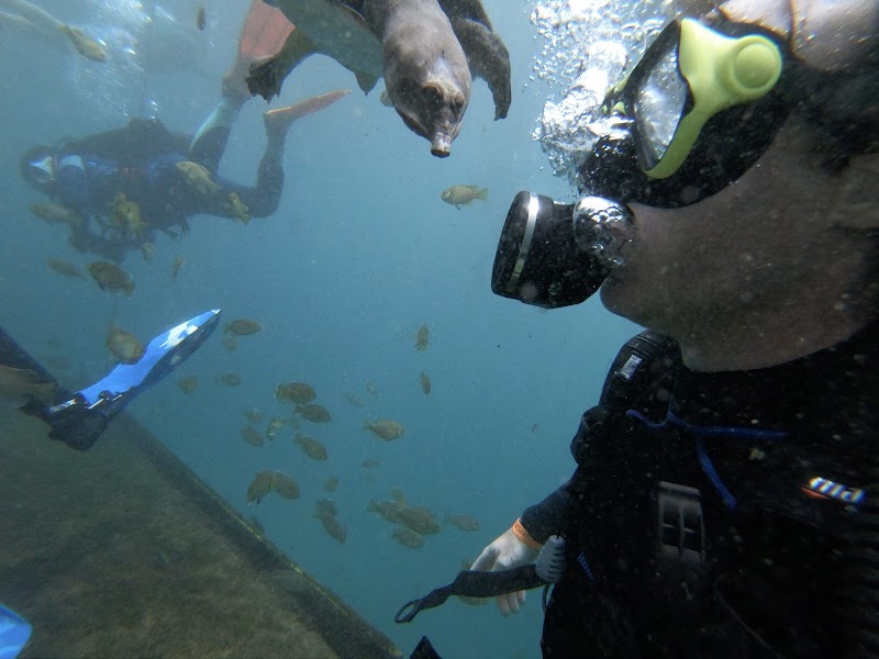 Nauti Dawg Scuba photo 5