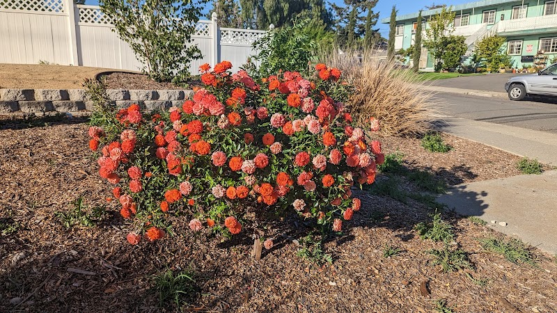 Garden of Preschool photo 5