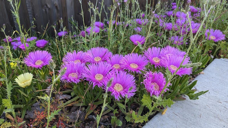 Garden of Preschool photo 4