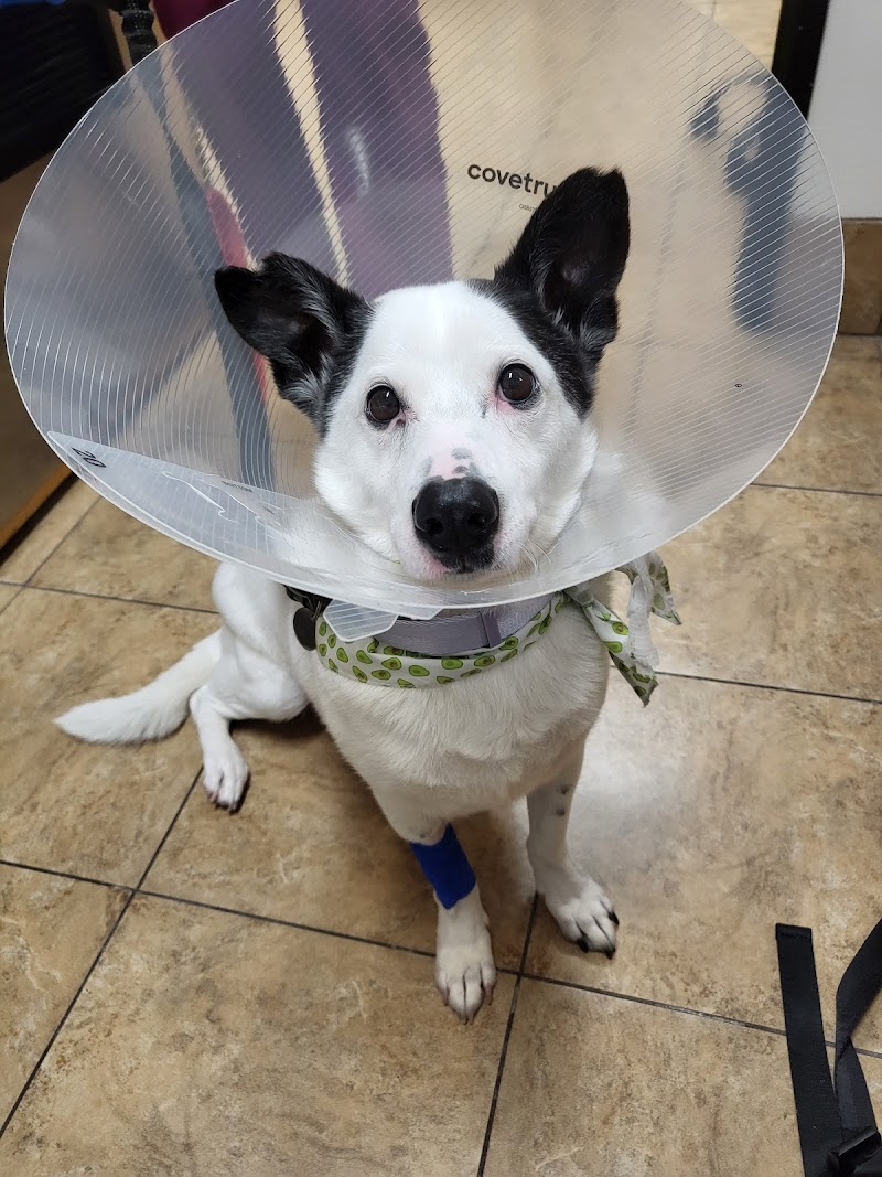 PetSmart Veterinary Services - Wesley Chapel (New Tampa) photo 4