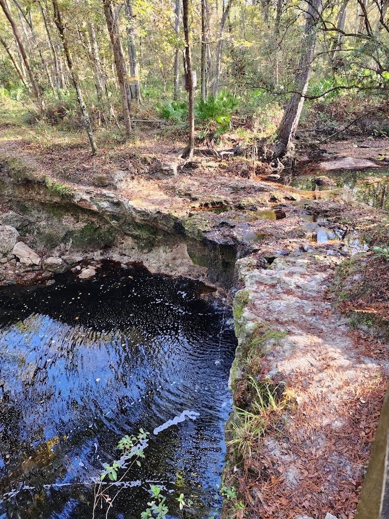Osceola National Forest Dual Sport Trails photo 3