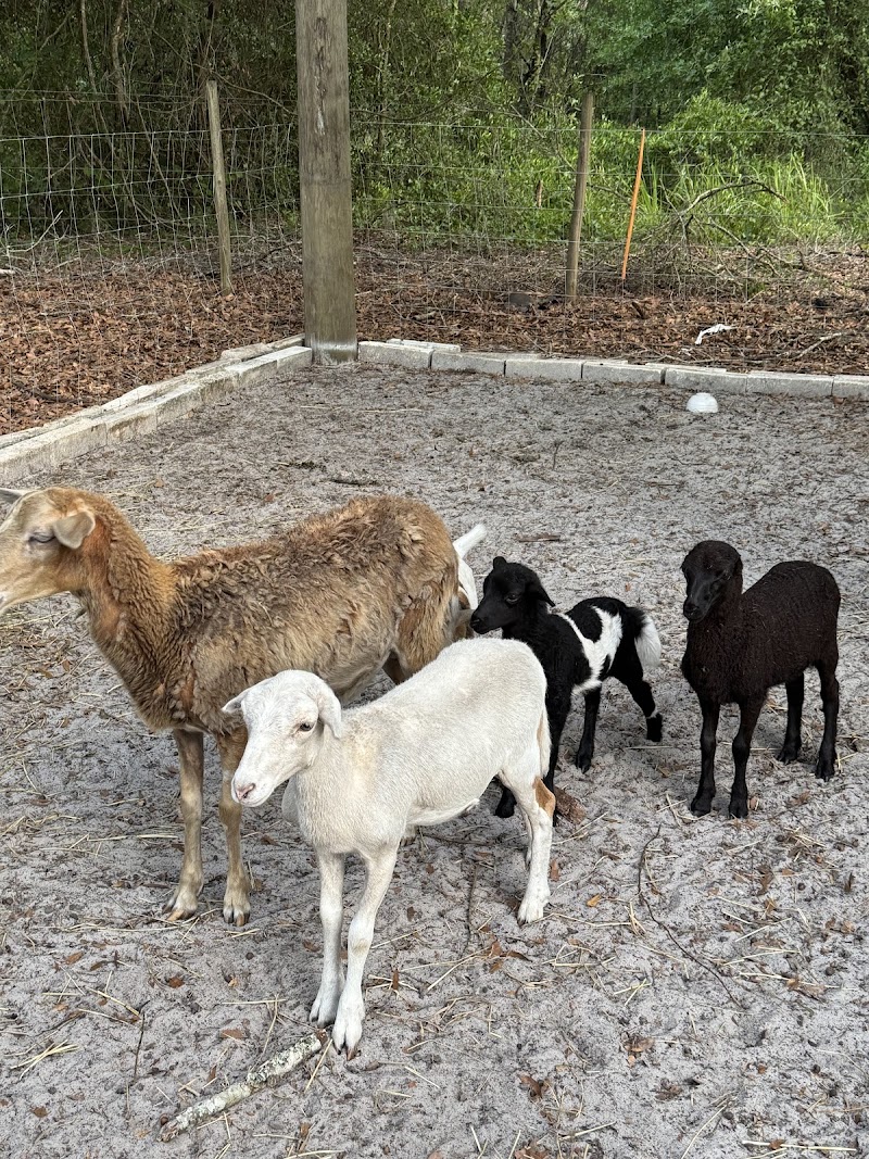 WaffleFamily Farm photo 5