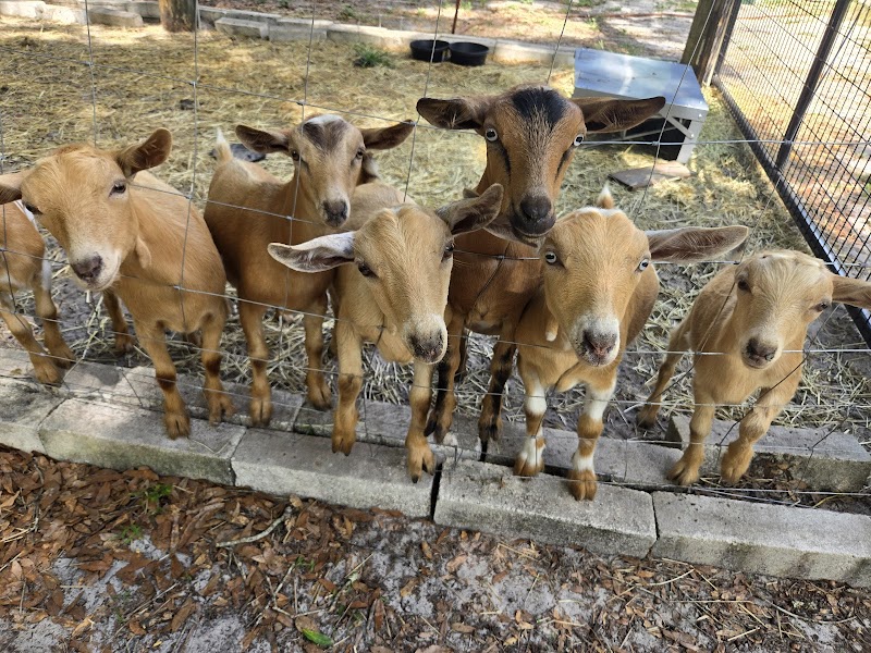 WaffleFamily Farm photo 3