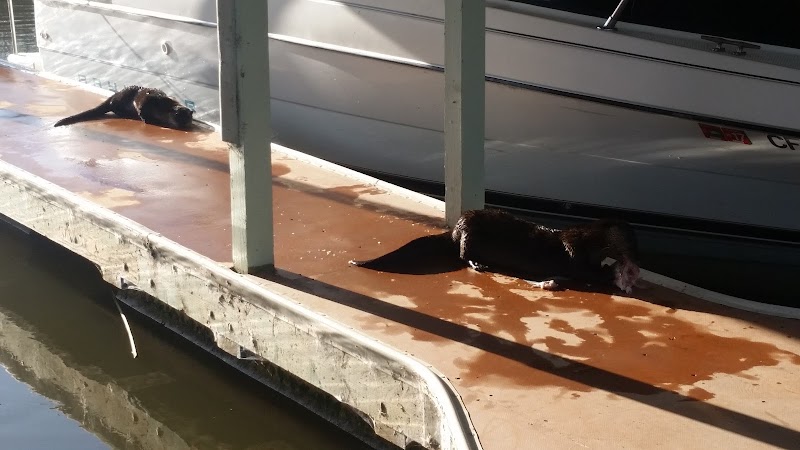 Eddo's Harbor & RV Park photo 5
