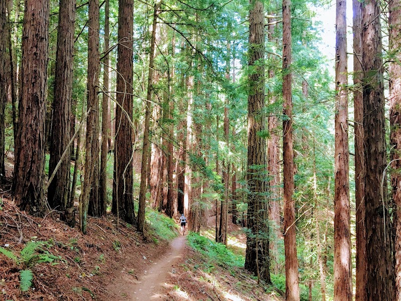 Camp Tamarancho | Marin Council, Scouts BSA photo 3