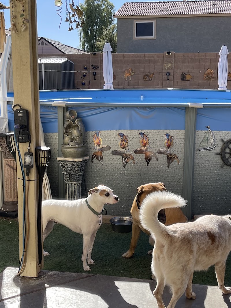 Photo of Pawsitively Loved Luxury Services (PLLS)