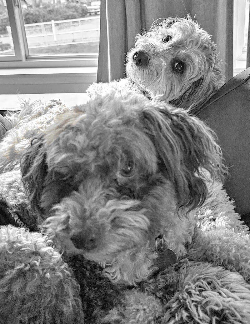 Pawsitively Loved Luxury Services (PLLS) photo 4