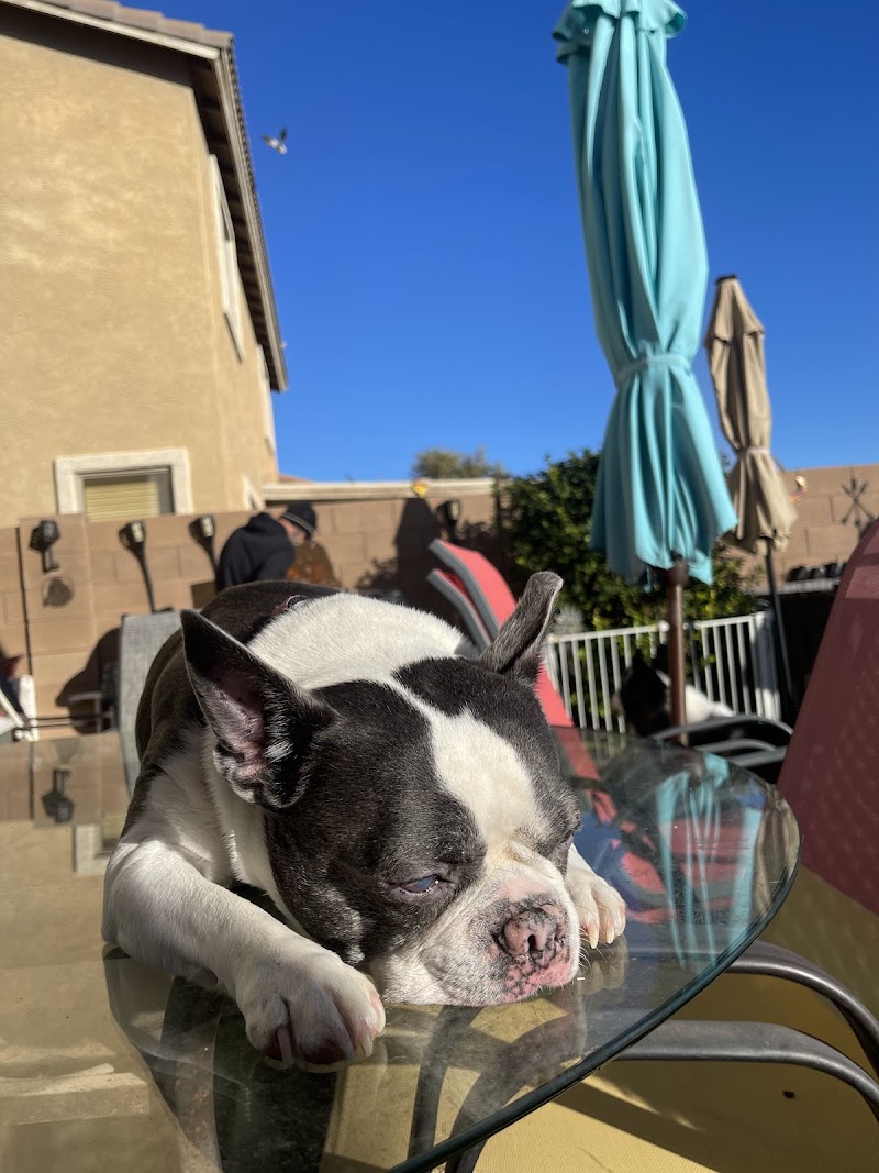Pawsitively Loved Luxury Services (PLLS) photo 5