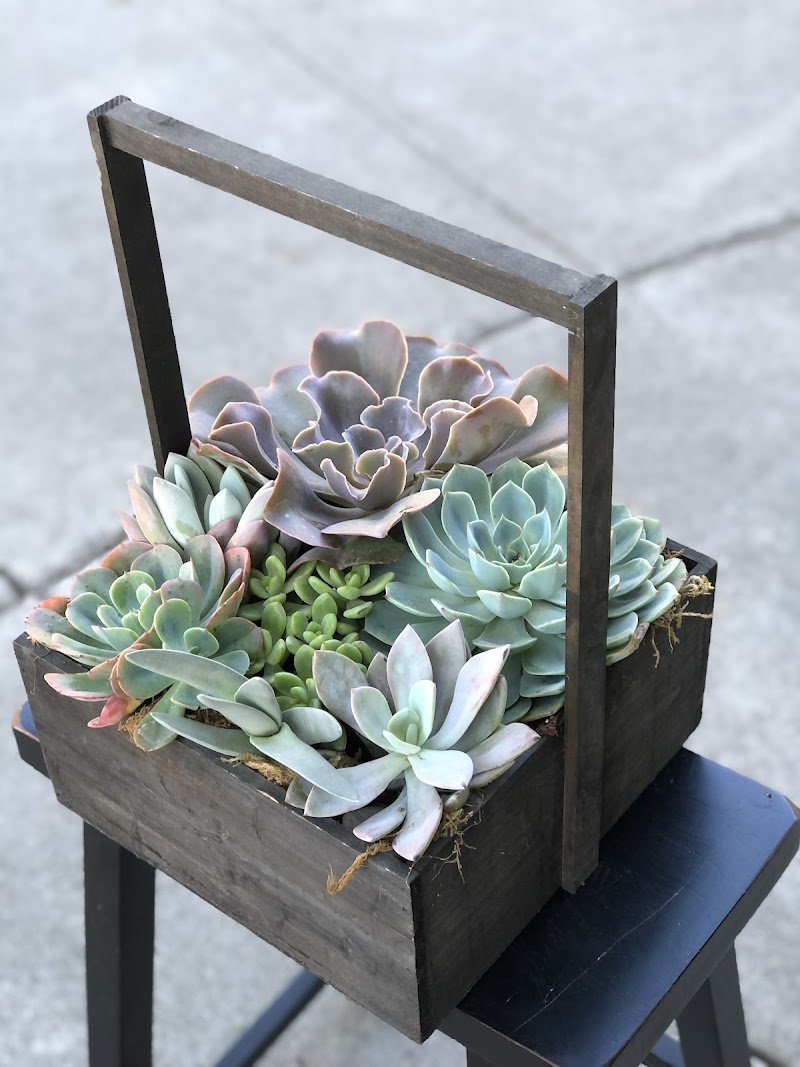 Danville Florist & Gifts plants photo 3