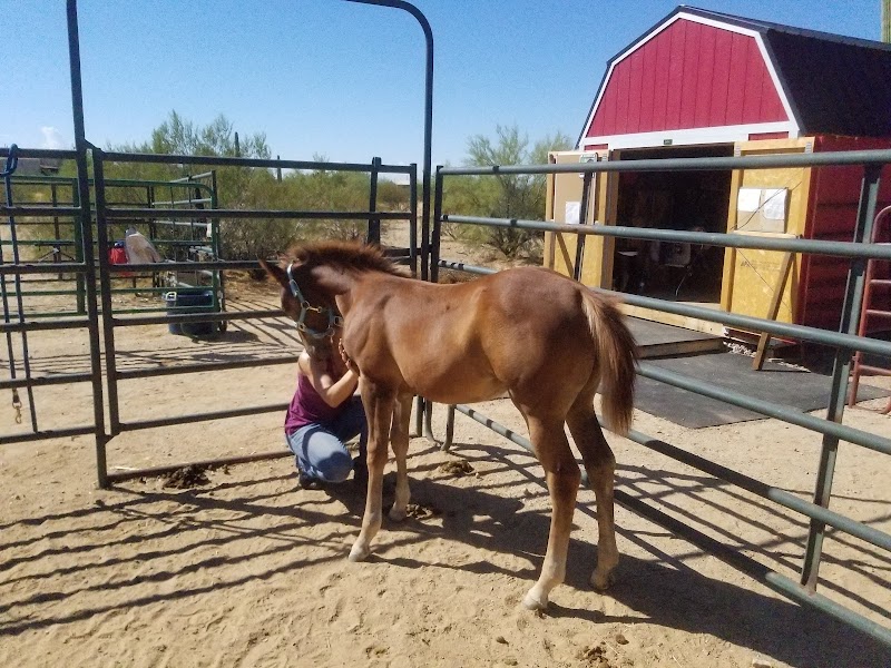 Agape Acres Therapeutic Riding Center photo 3