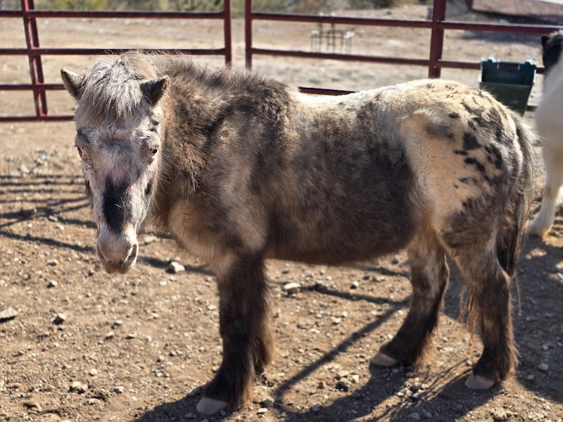 Agape Acres Therapeutic Riding Center photo 2