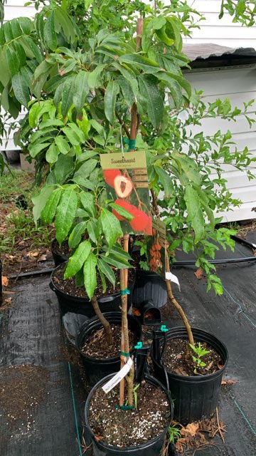 Triumphant Gardens, LLC photo 3