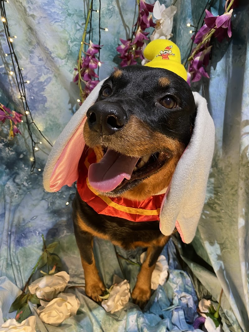 Photo of Pooch’s Plus Pet Lodge LLC