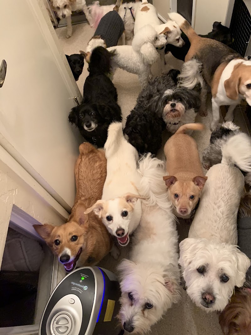 Pampered Pets Boarding & Day Care photo 2