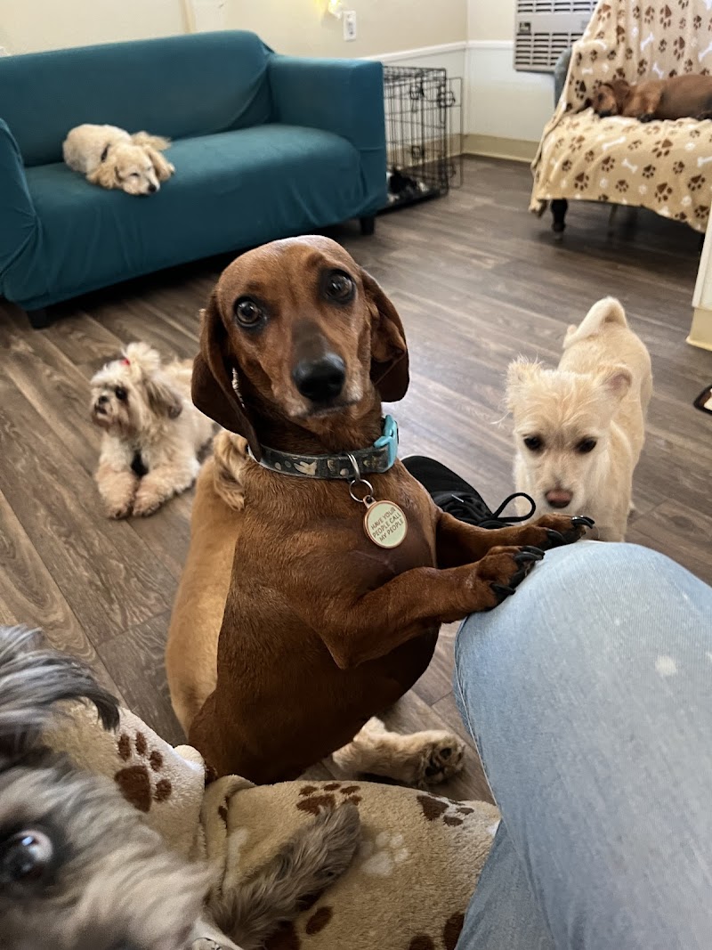Pampered Pets Boarding & Day Care photo 4