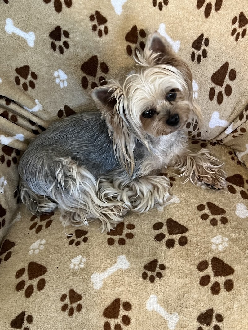 Pampered Pets Boarding & Day Care photo 5