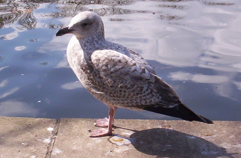 River Liffey photo 5