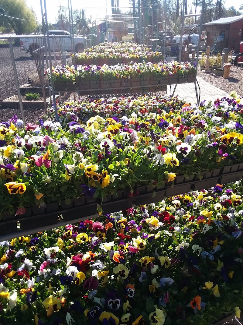 In Bloom Nursery photo 3