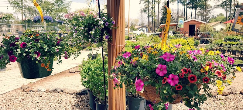 In Bloom Nursery photo 2