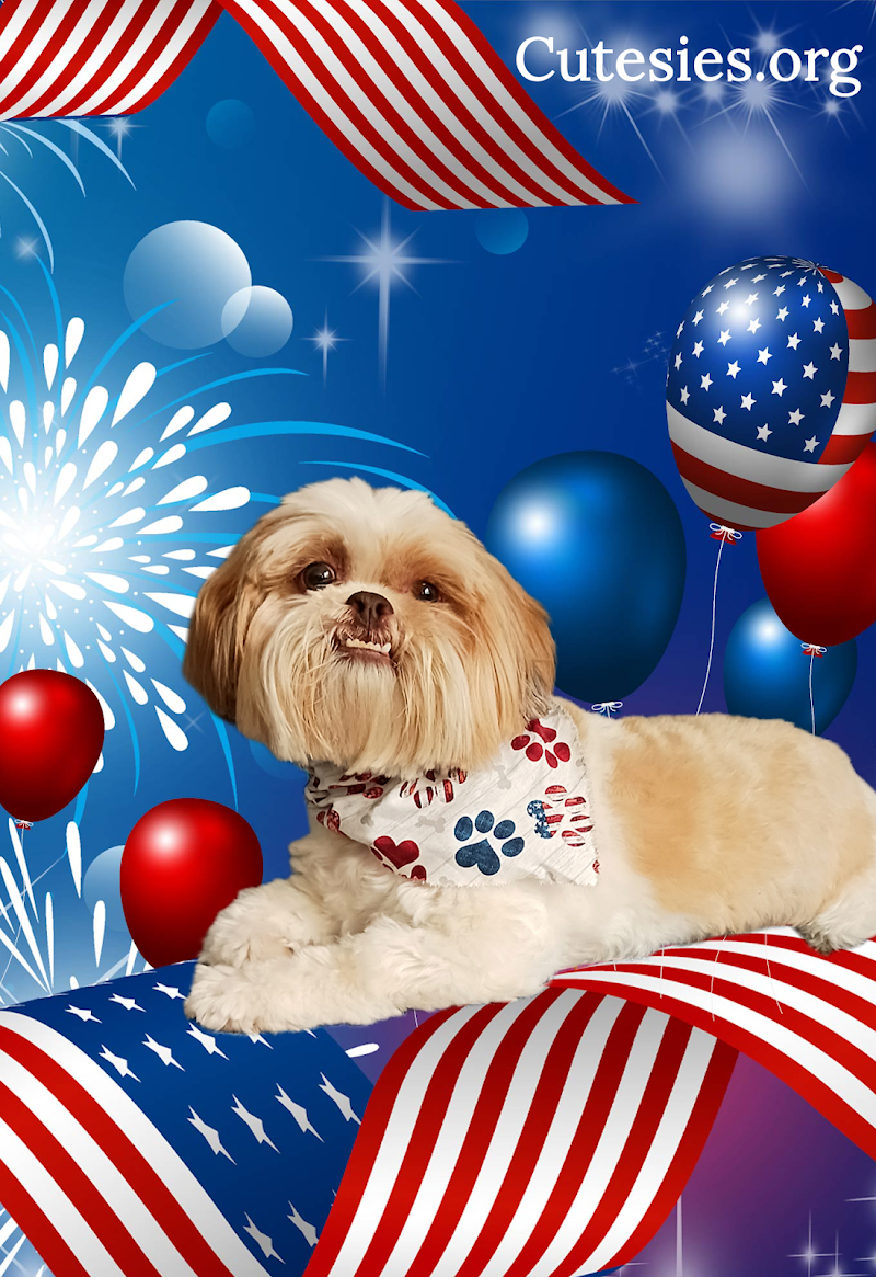 Cutesies Luxury Pet Resort photo 3