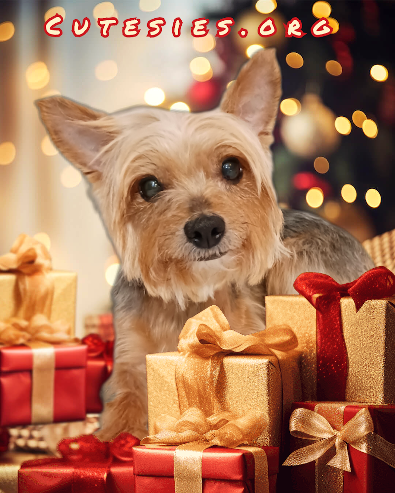 Cutesies Luxury Pet Resort photo 4