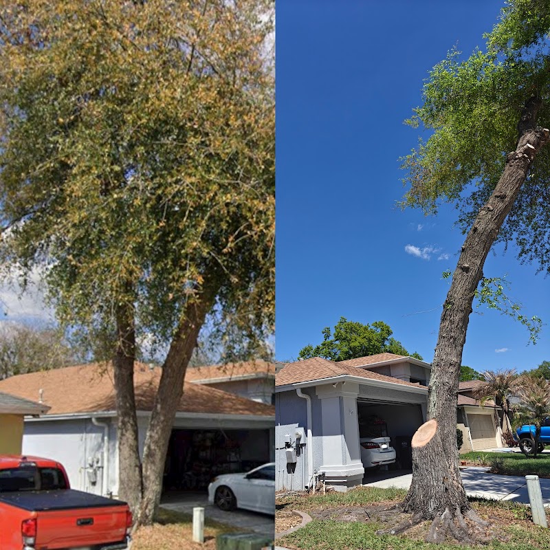 Photo of JS Complete Tree Service | In Riverview FL