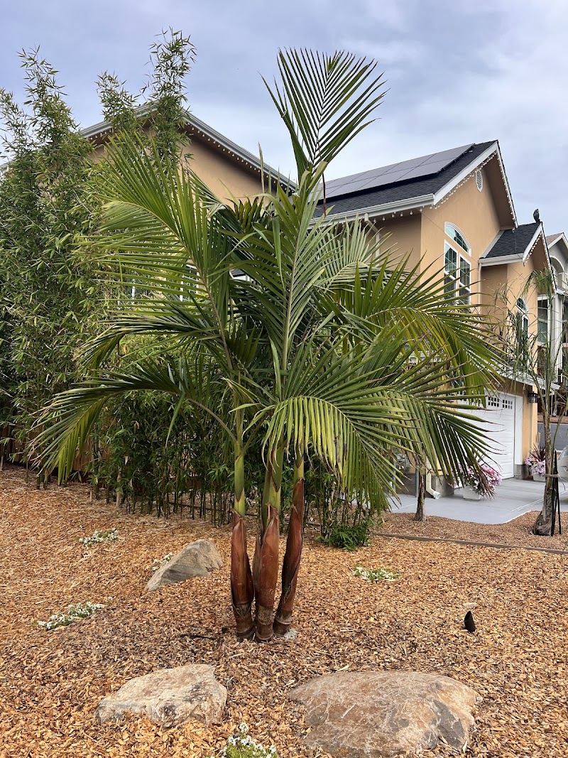 Jungle Bamboo and Palms photo 2