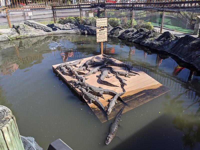 Smugglers Cove Adventure Golf photo 4