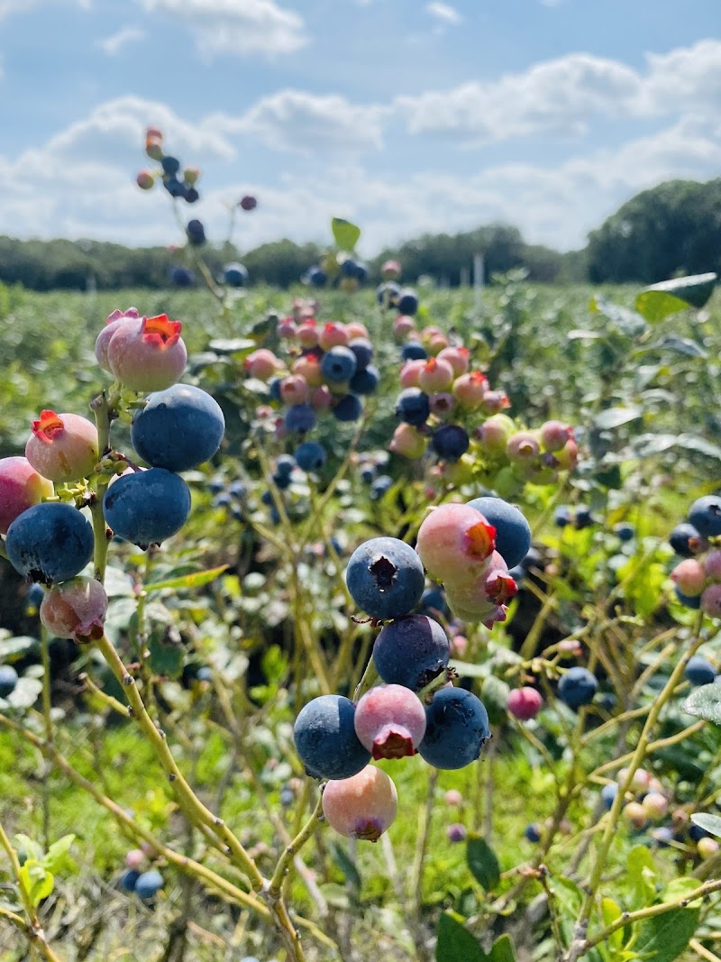 Lithia Berry Farms photo 2