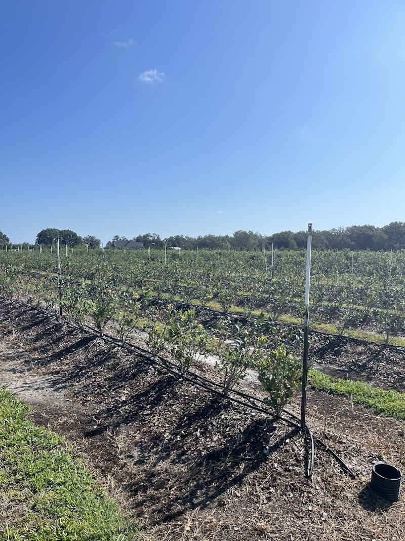Lithia Berry Farms photo 5