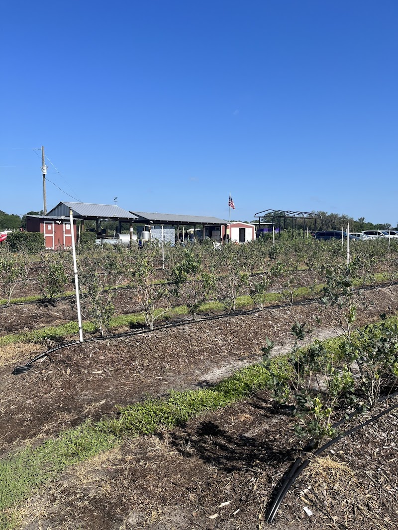 Lithia Berry Farms photo 4