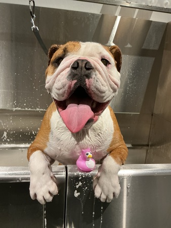Bowie Barker Livermore photo 5
