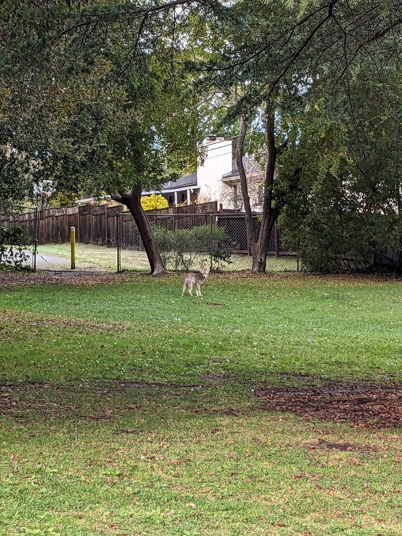Lion Bill Mitchell Park photo 2