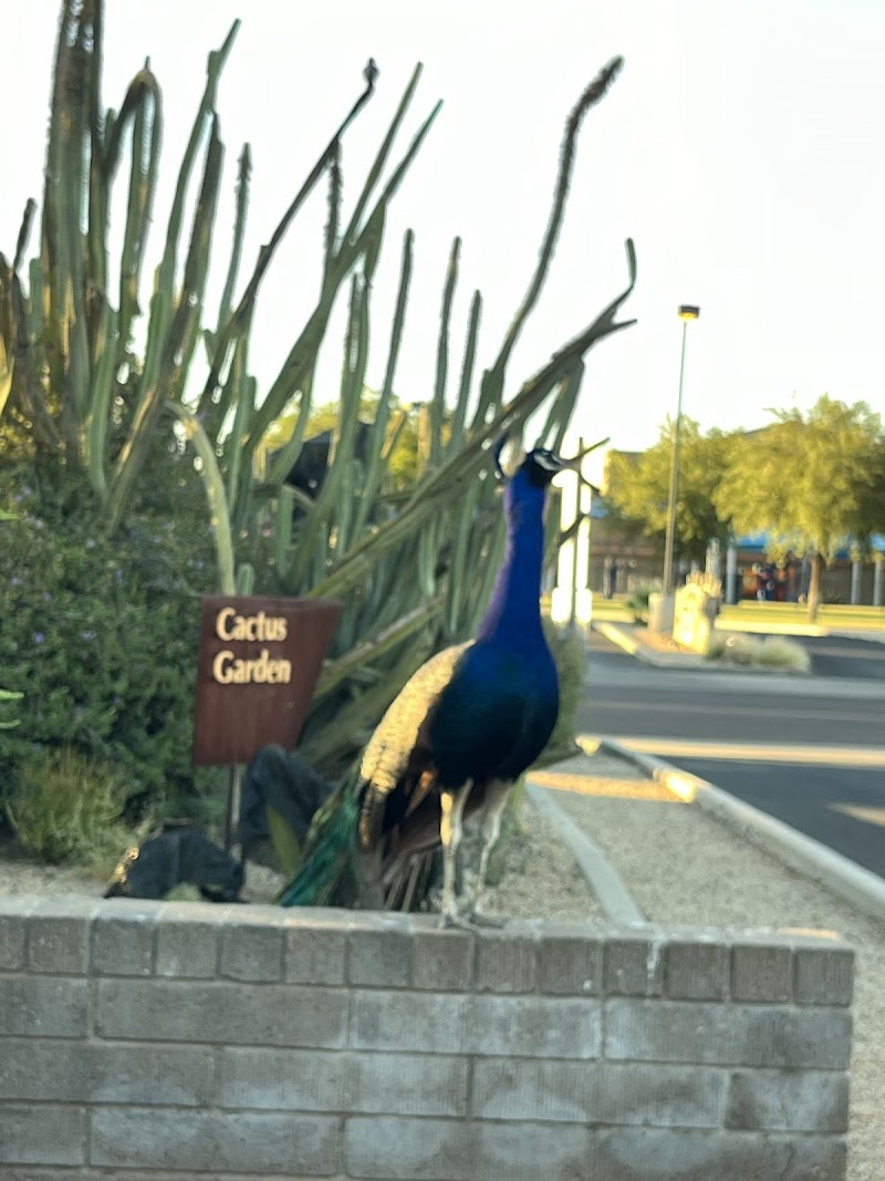 Glendale Xeriscape Garden photo 3