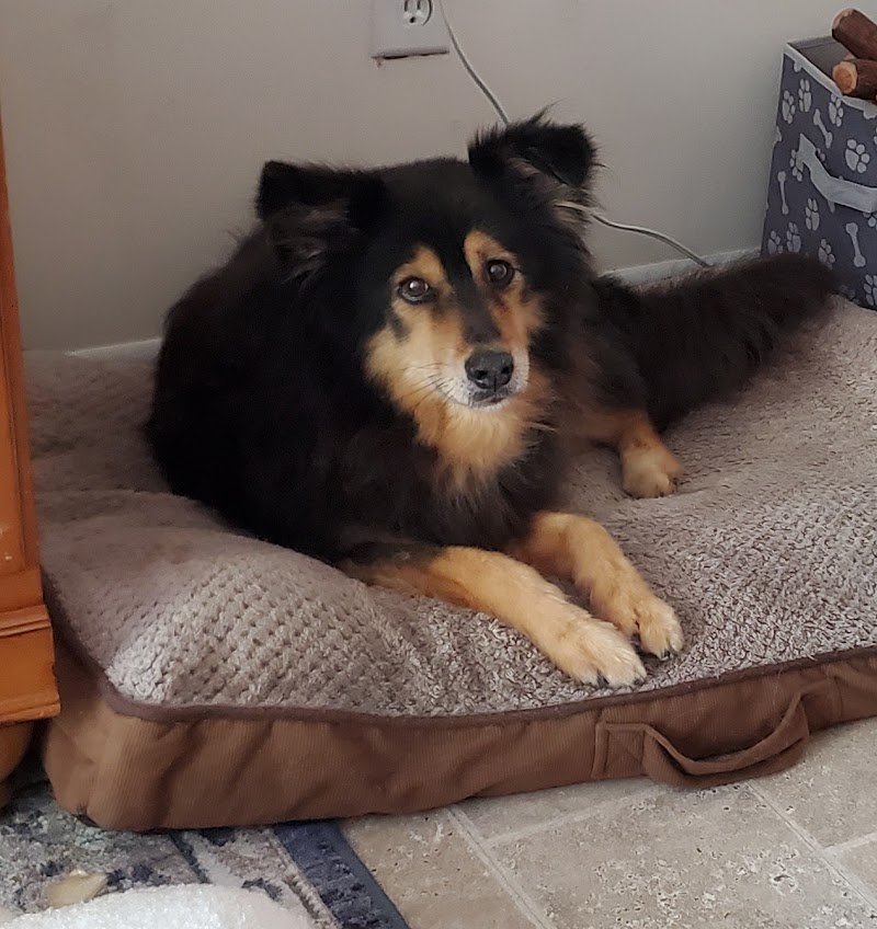 Doggie Talk photo 3
