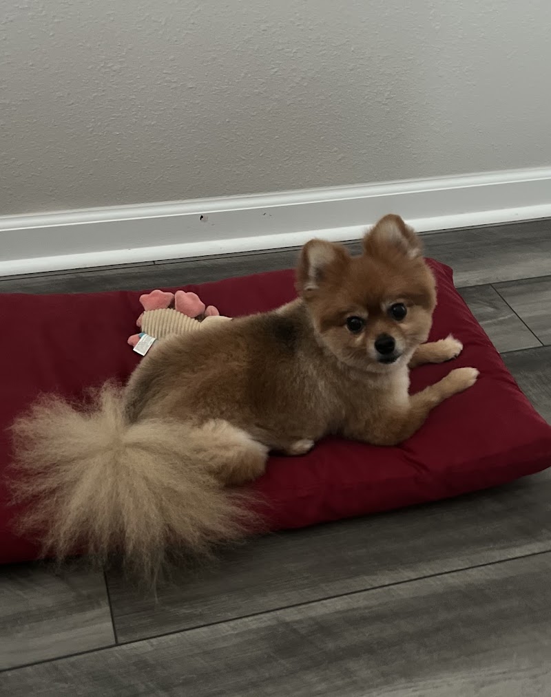 Doggie Talk photo 4