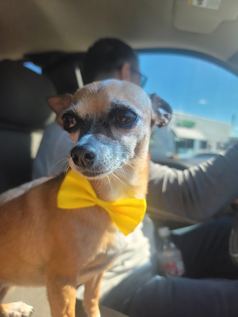 Doggie Talk photo 5