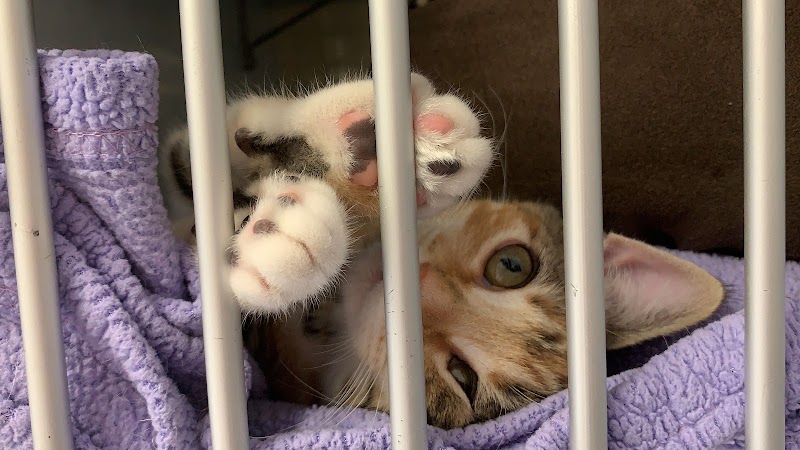 Cat Hospital At Palm Harbor photo 5