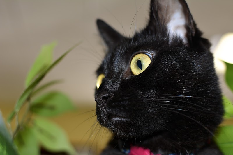 Cat Hospital At Palm Harbor photo 2
