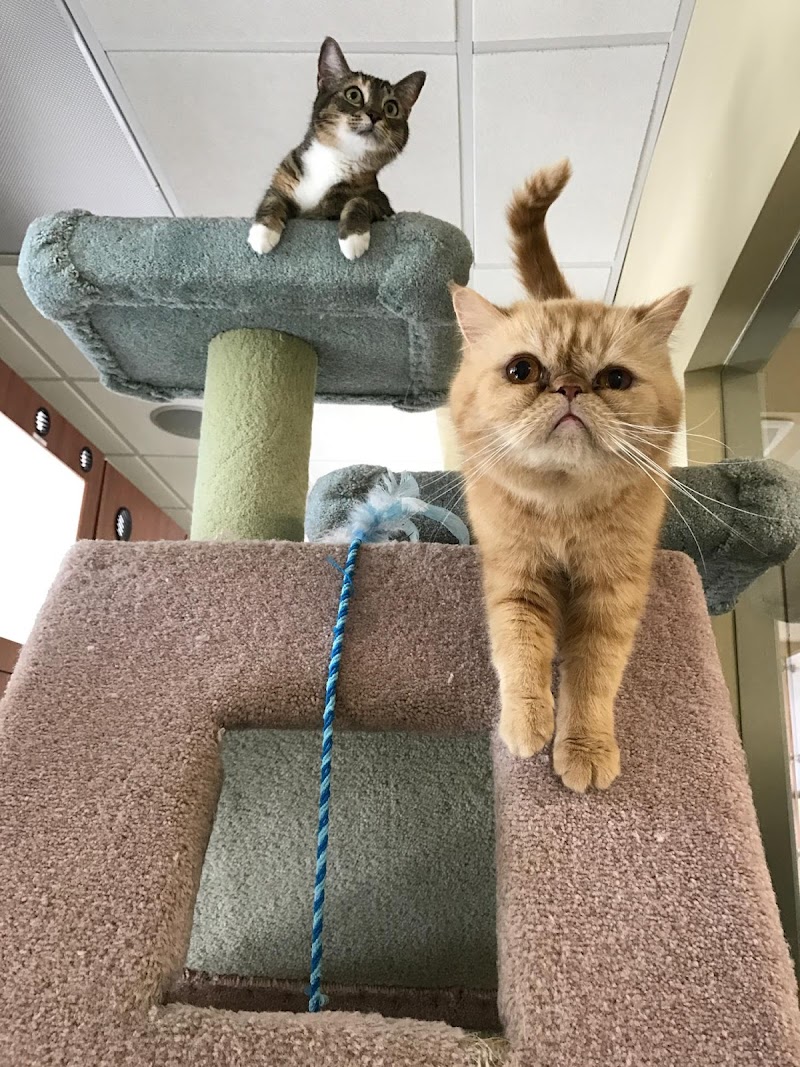 Cat Hospital At Palm Harbor photo 3