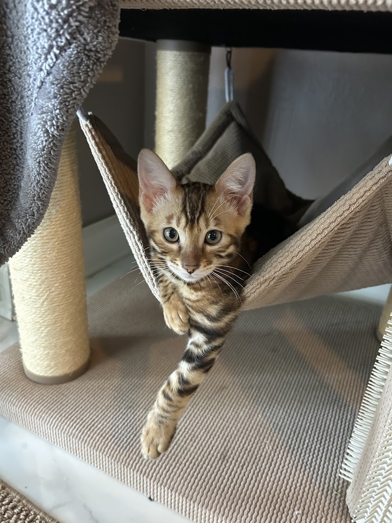Sea Forest Bengals - Bengal Cattery in Florida photo 4